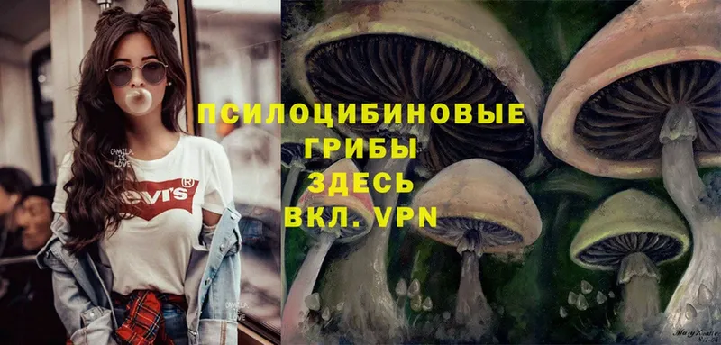 Псилоцибиновые грибы Psilocybe  Кулебаки 