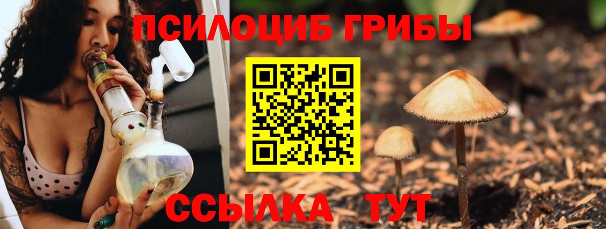 Псилоцибиновые грибы Cubensis  Вход с VPN  Кулебаки 